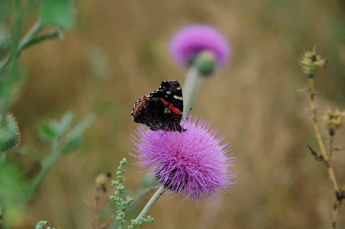 butterfly, nature, insect, flower, pollination, summer, butterfly bush, purple, outdoor, macro, wild, thorn, background, nectar, detail, close-up, wings, thistle, wildlife, animal
