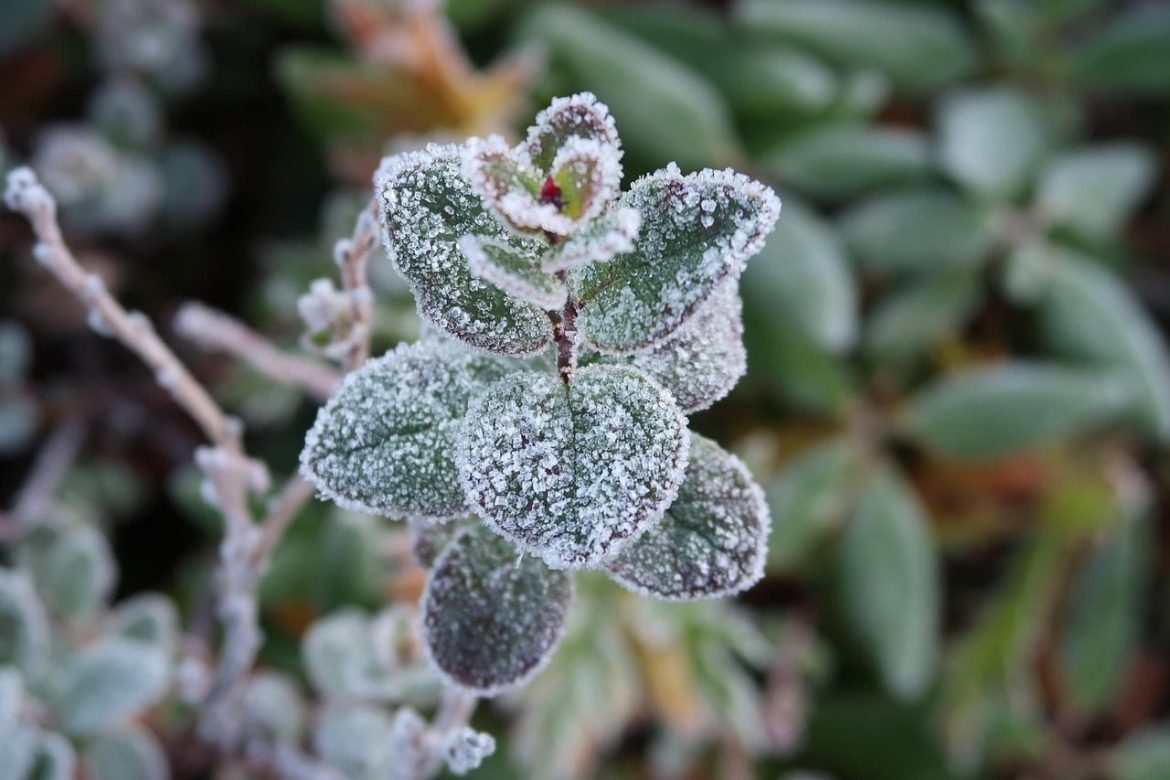 the first frost, early autumn, indian summer, frost, cold morning, cold, nature, landscape, height, frozen plants