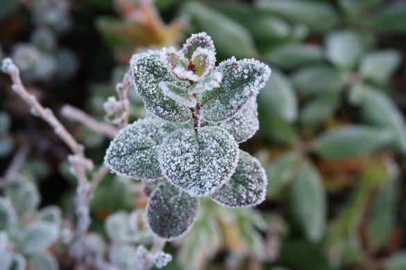 the first frost, early autumn, indian summer, frost, cold morning, cold, nature, landscape, height, frozen plants