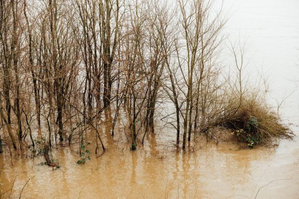 Bare trees standing in muddy floodwaters during winter season in a natural forest landscape.