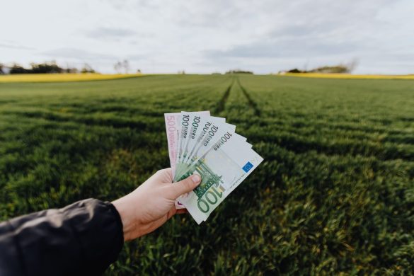 Crop unrecognizable farmer with one hundred and five hundred euro banknotes in hand in large green rural field on summer day