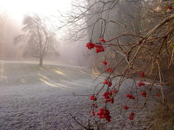 cold, the fog, autumn, nostalgia, nature, haze, frost, www, morning fog, mysterious, sadness, morning, mountain ash, freezing, dawn, seasons, scenically, cloudy, landscape, foggy, hdr, sadness, sadness, sadness, sadness, sadness