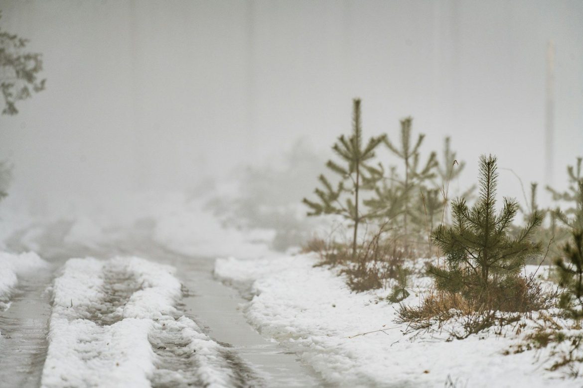 Snowy forest road with young pine trees